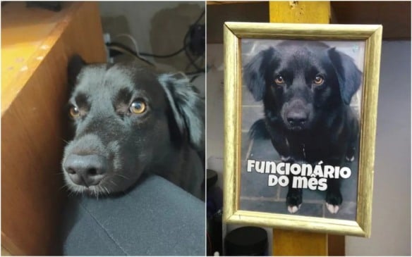 Cachorro em quadro de 'funcionário do mês'