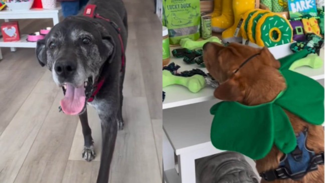 Foto: Reprodução/Instagram/Spoiled Bitch Dog Boutique