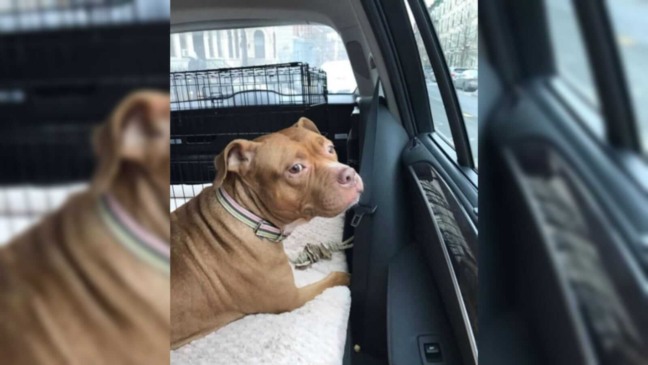 Foto: Arquivo Pessoal/ The Dodo