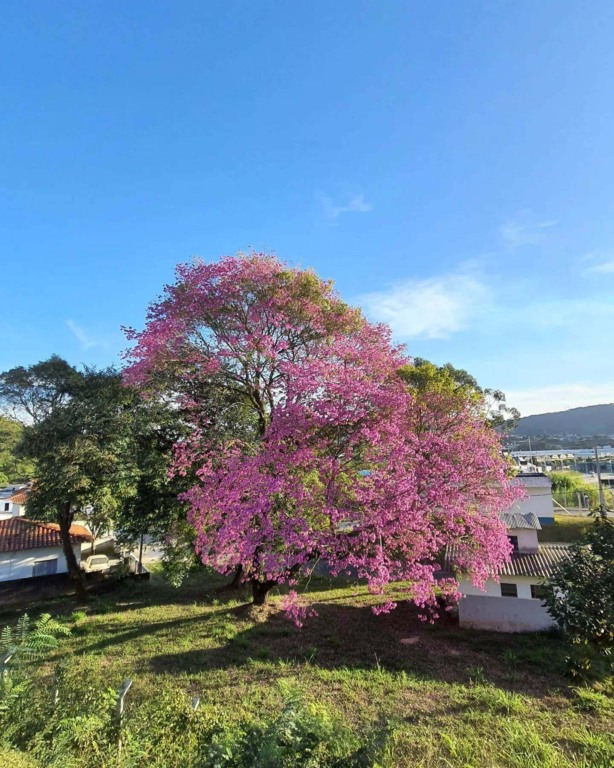 Árvore durante Florada dos Ipês