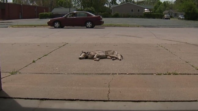 Cachorro husky dormindo na calçada