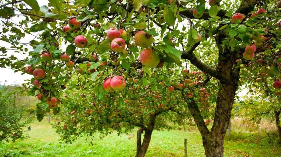 (Foto: Slatan/Canva)