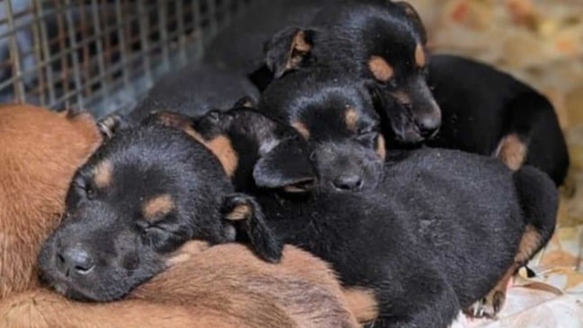 Filhotes de cachorro