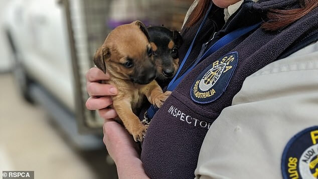 Filhotes de cachorro