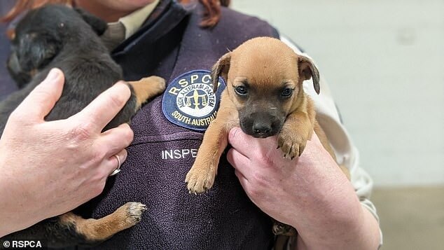 Filhotes de cachorro