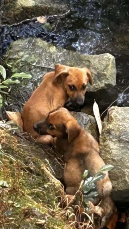 Filhotes presos em riacho