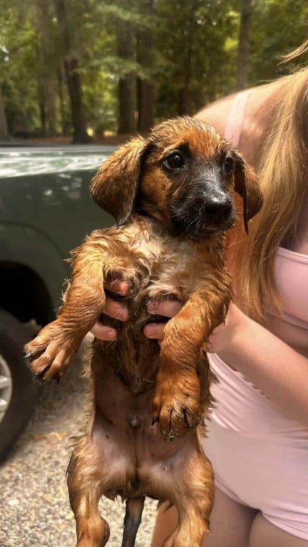 Filhotes presos em riacho