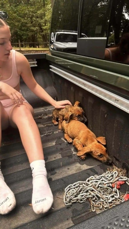 Filhotes presos em riacho