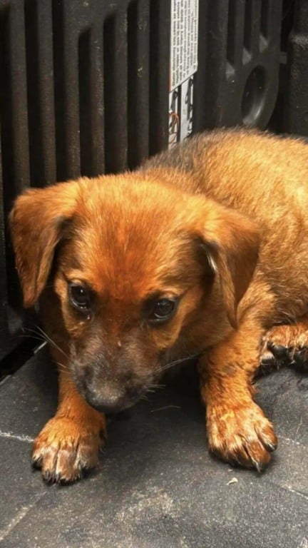 Filhotes presos em riacho