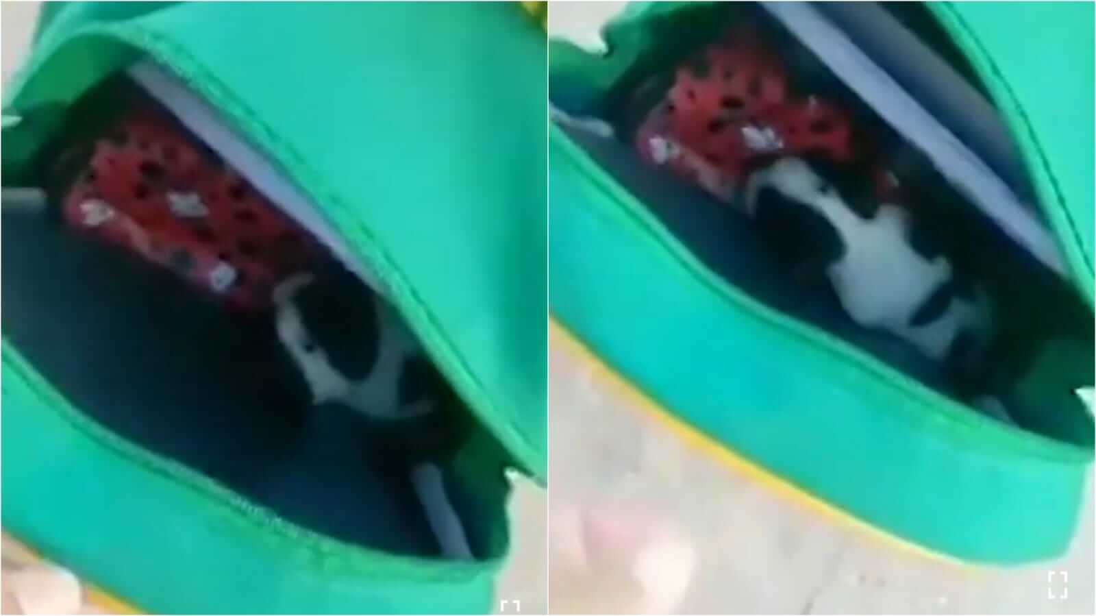 Filhote de cachorro pinscher dentro de mochila