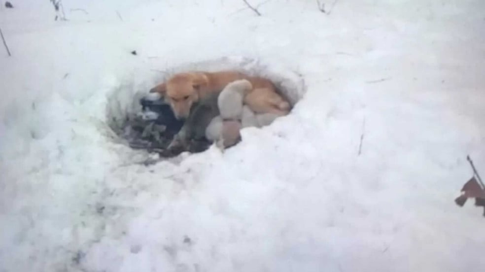 Cachorro e filhotes em buraco na neve