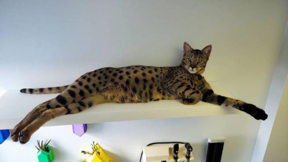 (Foto: Reprodução/Instagram @starcats_detroit)