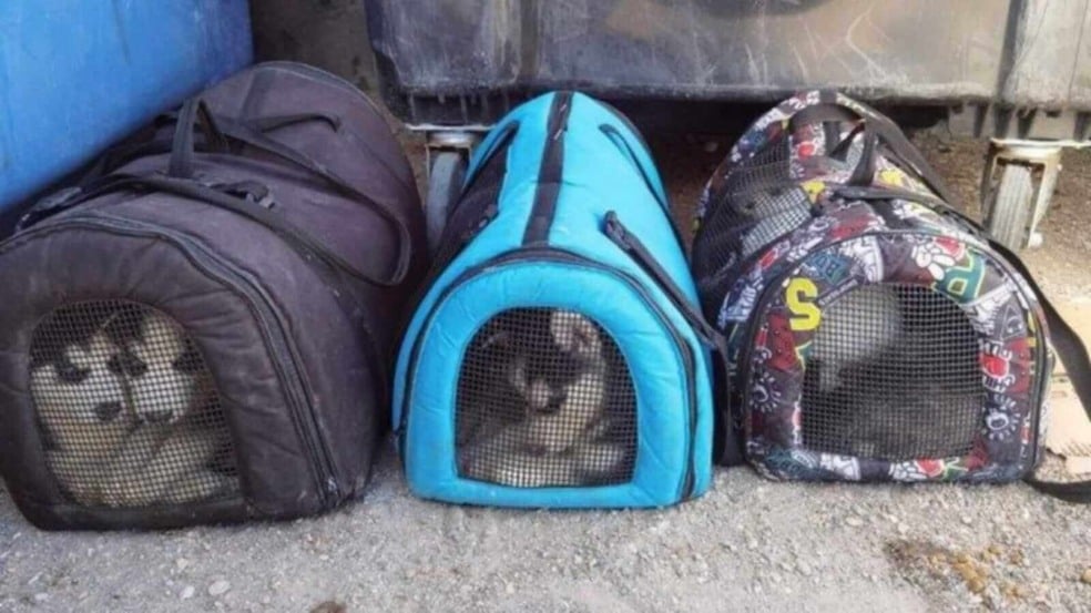 Filhotes de cachorro em bolsas de transporte Filhotes de cachorro em bolsas de transporte