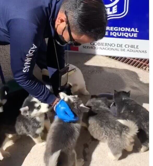 Policial com filhotes de husky