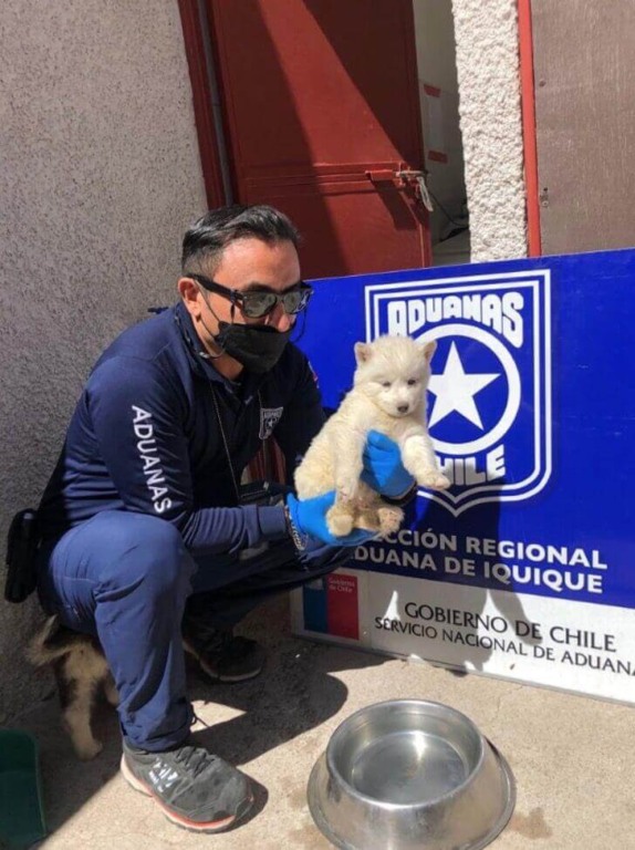 Policial com filhotes de husky