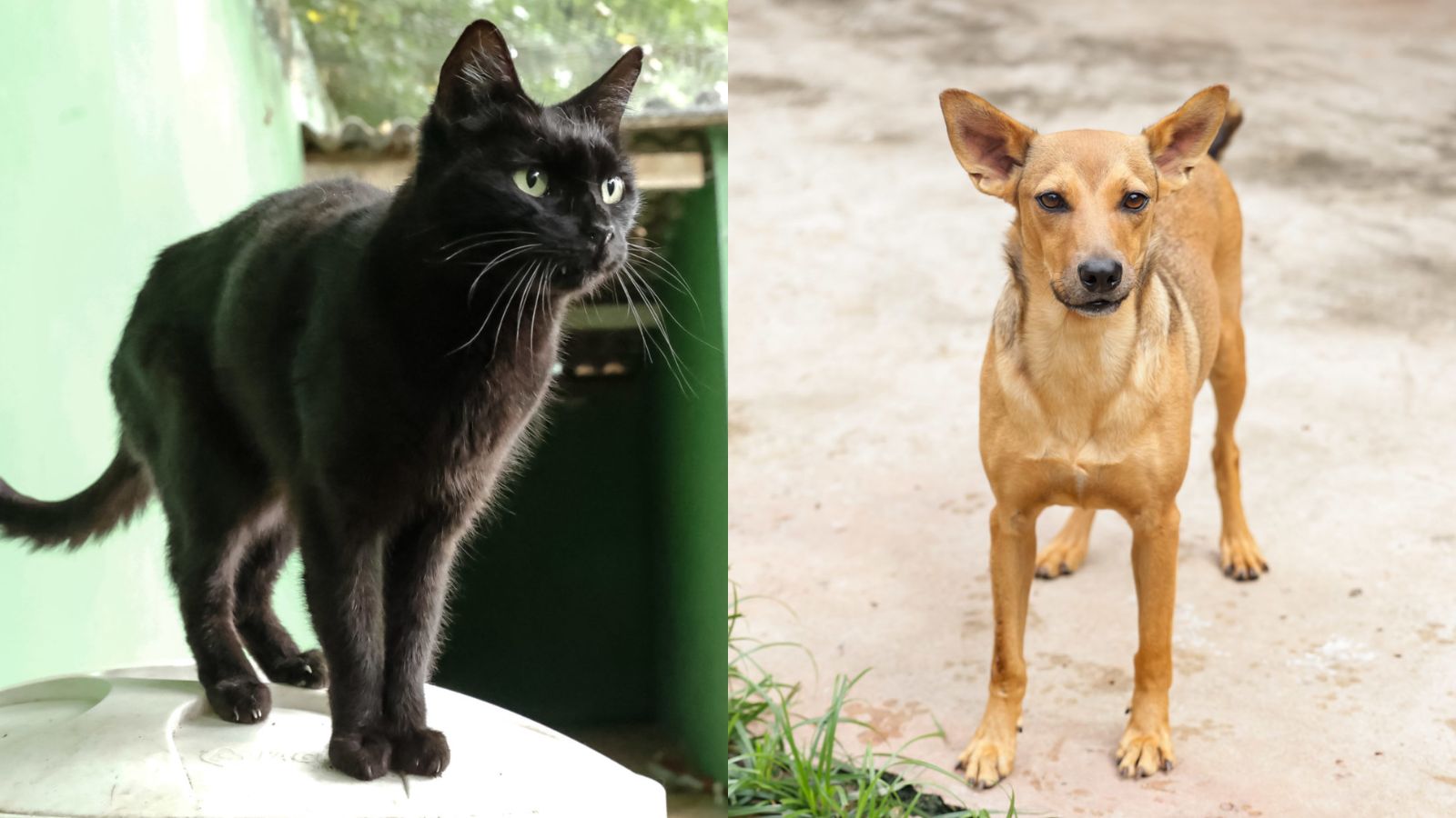 Gato e cachorro para adoção