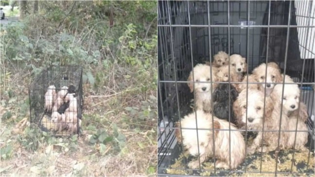 Filhotes de cachorro em gaiola