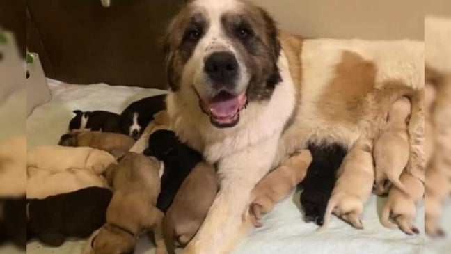 Cachorro São Bernardo com filhotes