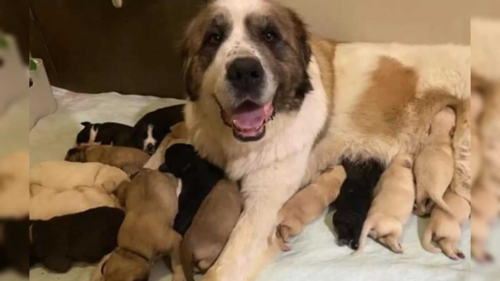 Cachorro São Bernardo com filhotes