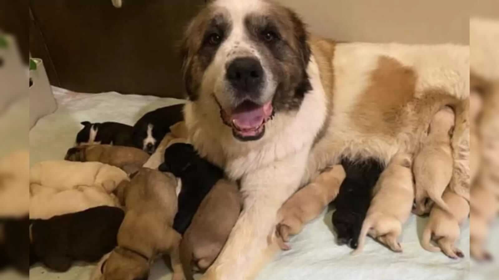 Cachorro São Bernardo com filhotes