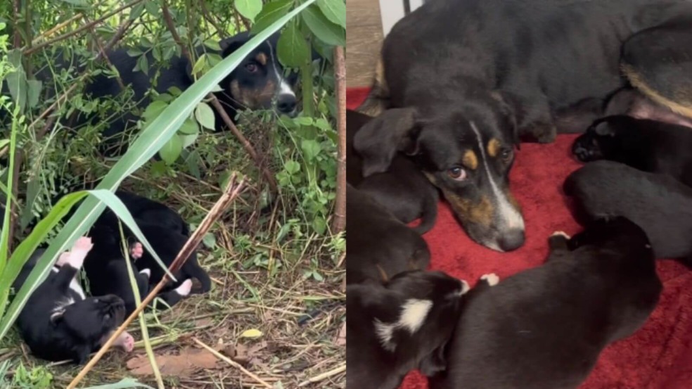 Foto: Reprodução/TikTok/@streetheartstx