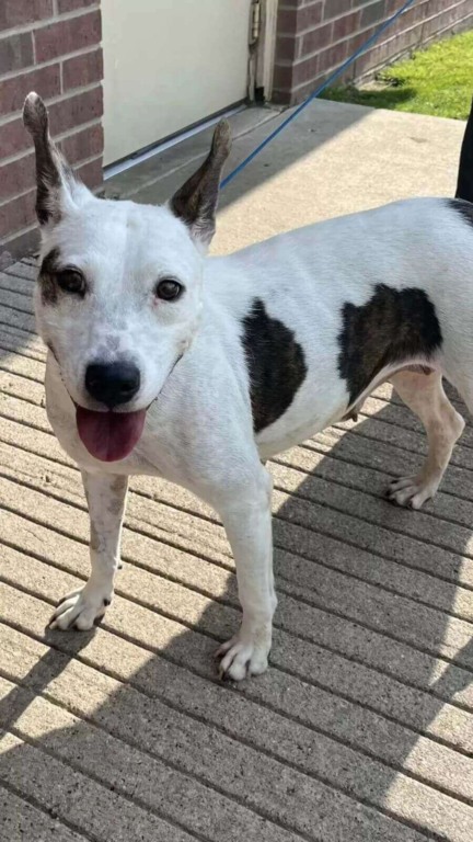 Mamãe cachorro espera por horas na lama por ajuda para seus filhotinhos