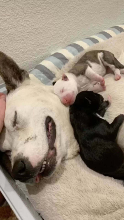 Mamãe cachorro espera por horas na lama por ajuda para seus filhotinhos