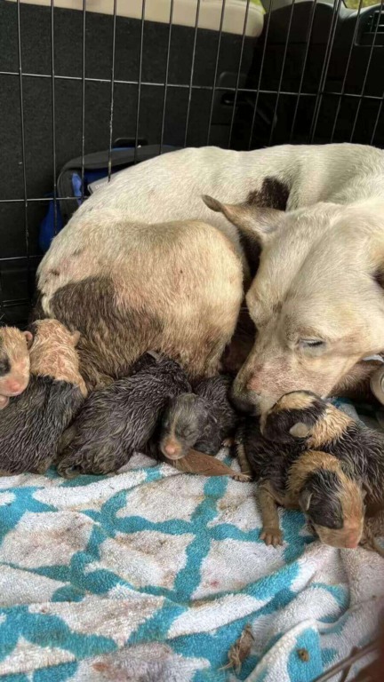 Mamãe cachorro espera por horas na lama por ajuda para seus filhotinhos