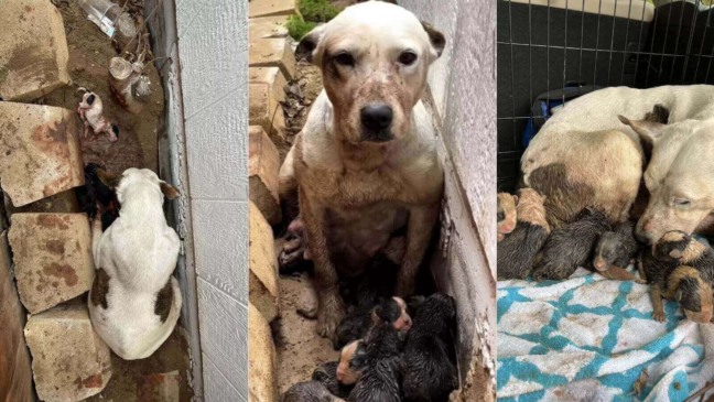Mamãe cachorro espera por horas na lama por ajuda para seus filhotinhos