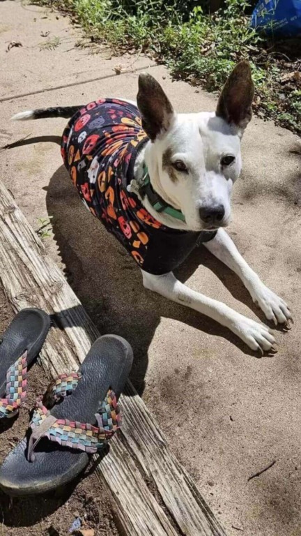 Mamãe cachorro espera por horas na lama por ajuda para seus filhotinhos