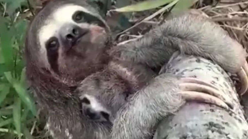 (Foto: Reprodução | G1 / Anda News)