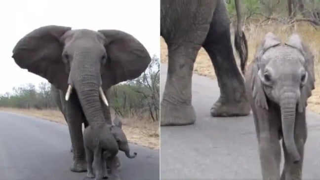 (Foto: Reprodução/TWITTER/@BUITENGEBIEDEN)