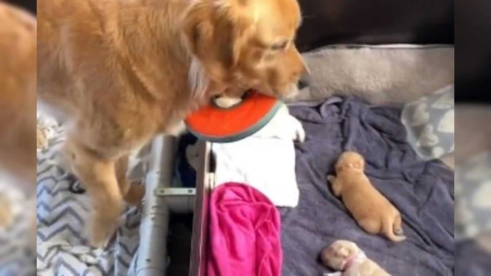 Cachorro golden retriever Cachorro golden retriever