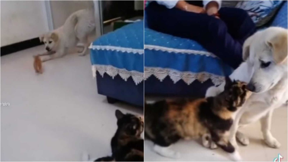 Cachorro e gato em sala