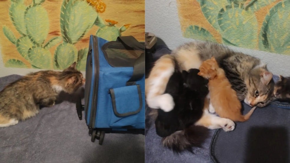 Foto: Reprodução/Fieldhaven Feline Center/The Dodo