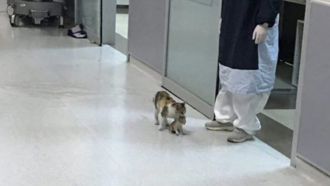 Gato com filhote na boca