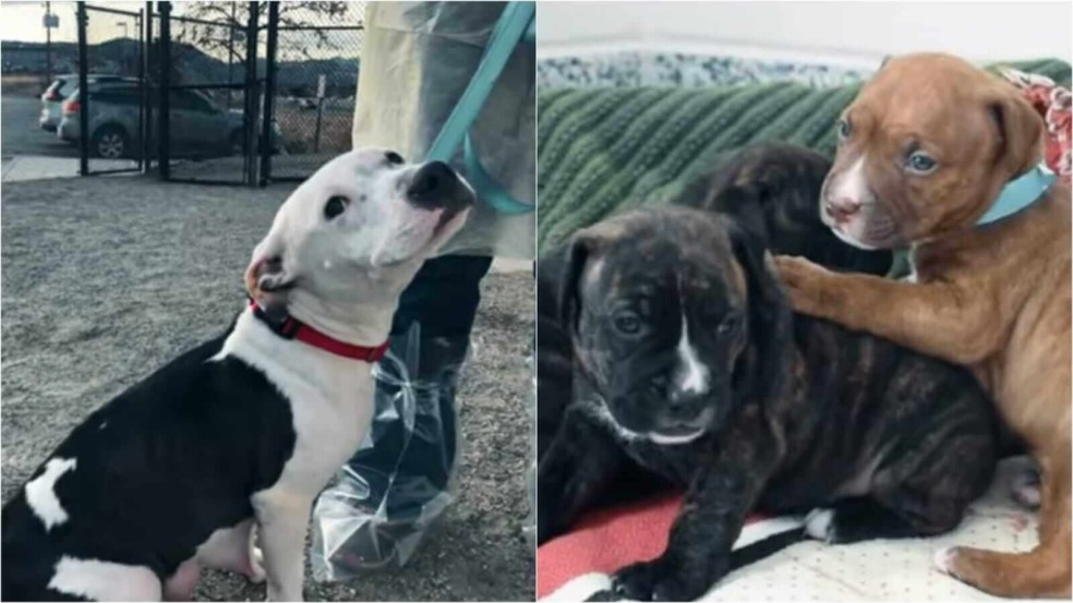 Cachorro pit bull e filhotes