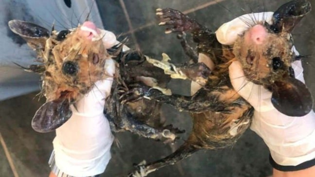 Foto: Divulgação/Associação Mata Ciliar