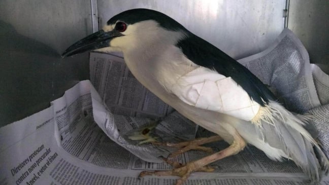 Mata Ciliar cuida de socó-dorminhoco resgatado em Jundiaí