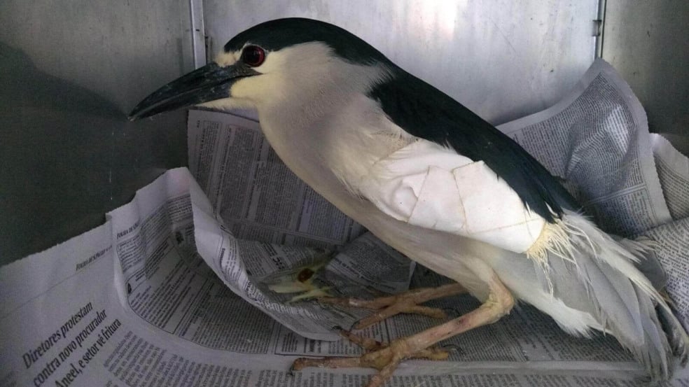 Mata Ciliar cuida de socó-dorminhoco resgatado em Jundiaí