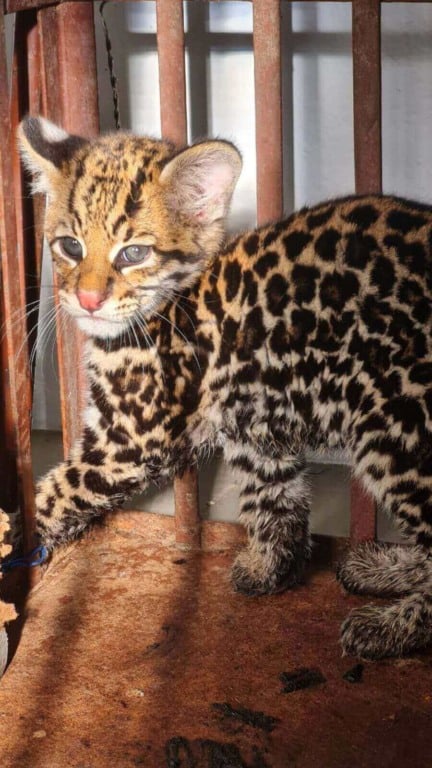 Filhote de Jaguatirica socorrido pela Mata Ciliar de Jundiaí