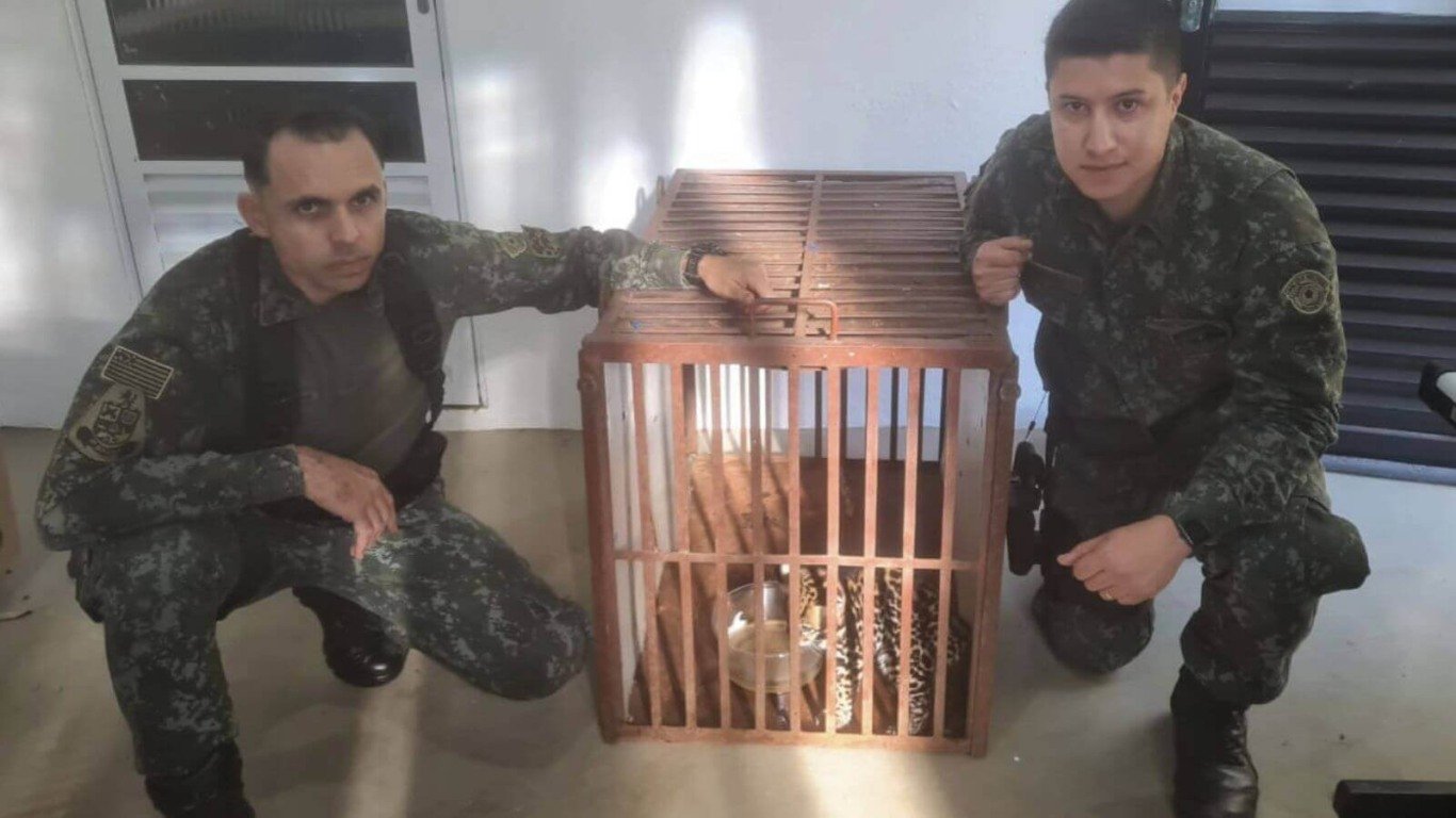 Policiais agachados ao lado de jaguatirica em gaiola na Mata Ciliar de Jundiaí