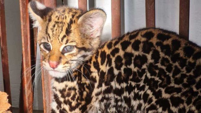 Filhote de Jaguatirica socorrido pela Mata Ciliar de Jundiaí