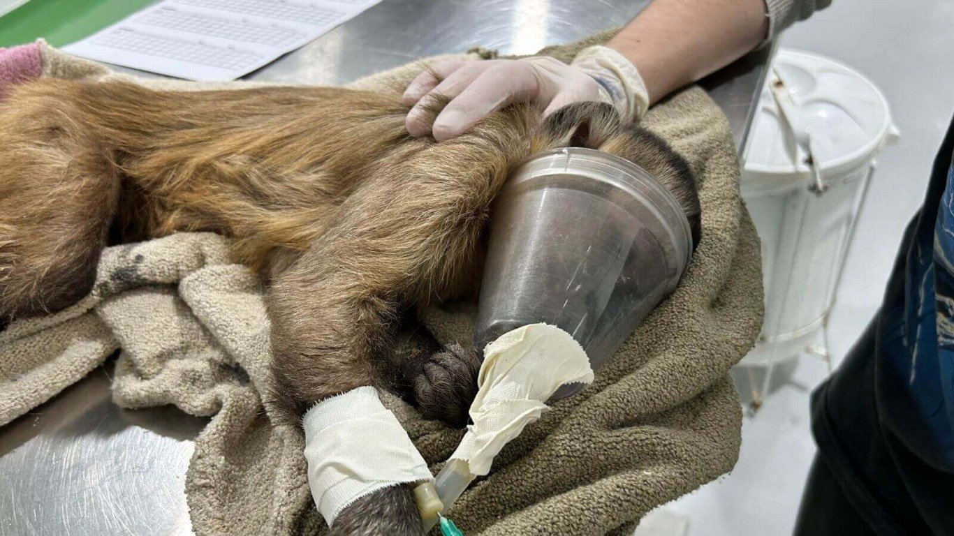 Macaco-prego deitado em mesa veterinária da Mata Ciliar de Jundiaí