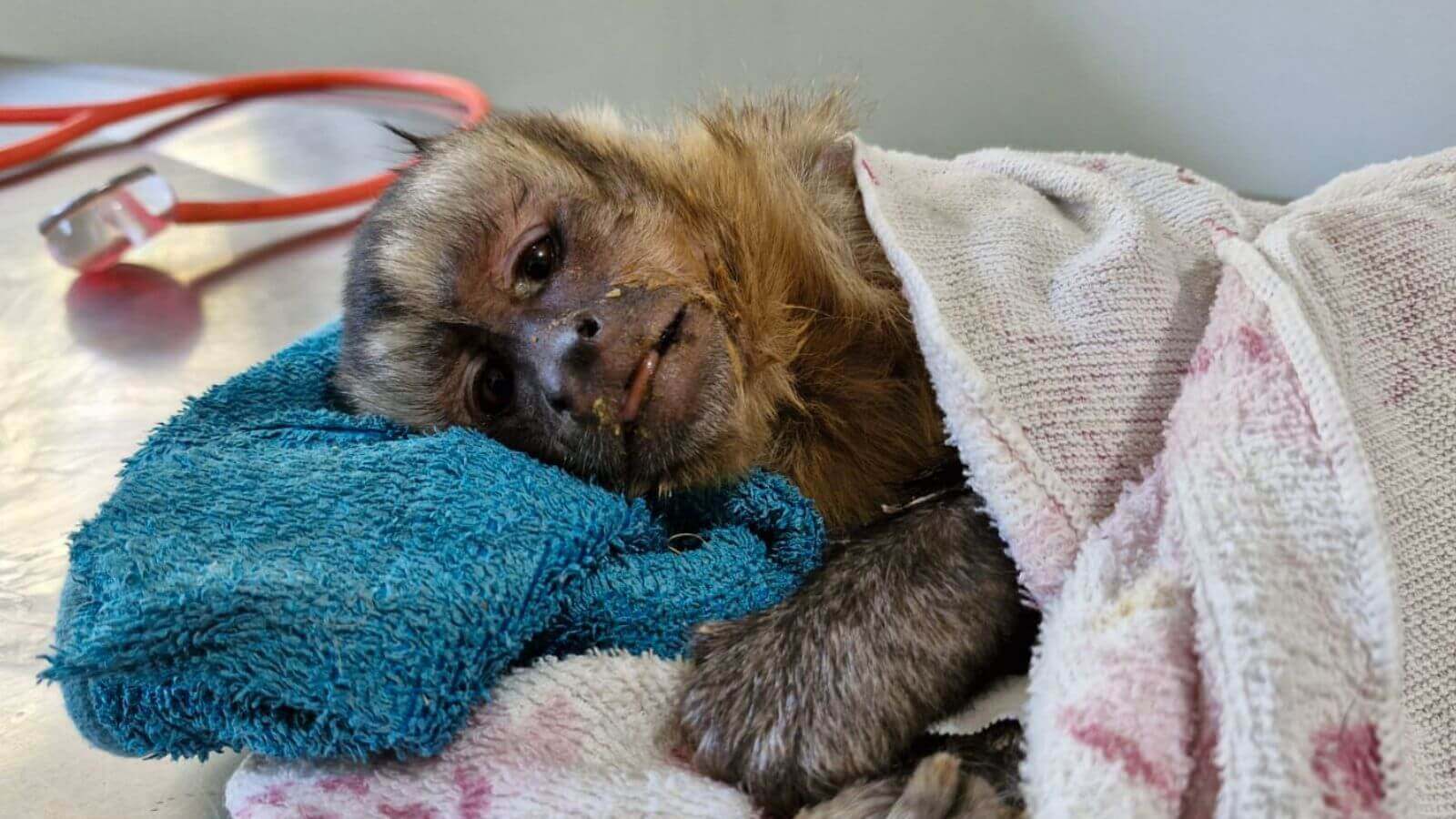 Macaco-prego deitado em mesa veterinária da Mata Ciliar de Jundiaí