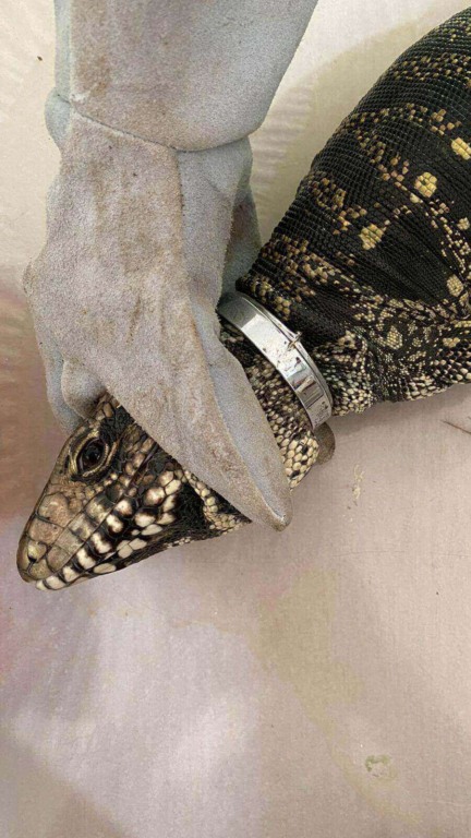 Mata Ciliar de Jundiaí atende teiú preso em argola de metal pelo pescoço