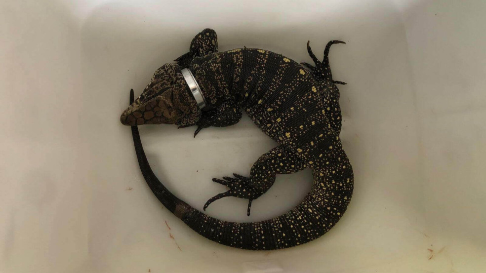 Mata Ciliar de Jundiaí atende teiú preso em argola de metal pelo pescoço