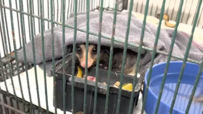 Animais na Mata Ciliar de Jundiaí