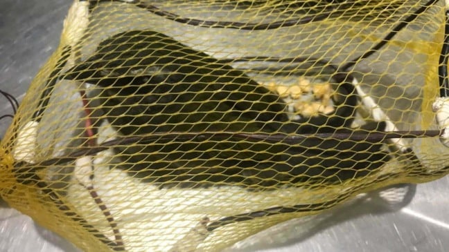 Foto: Mata Ciliar de Jundiaí