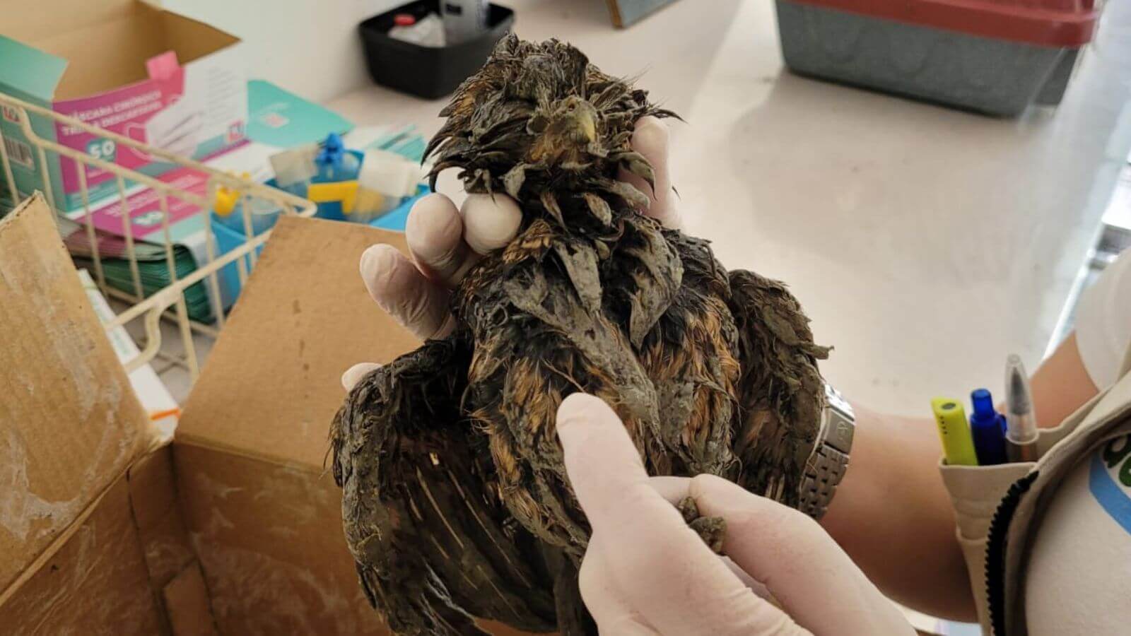 Mata Ciliar de Jundiaí recebe coruja-buraqueira coberta de cimento